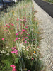PT 452 City of Portland Native 50/50 Meadow Mix Pro Time Lawn Seed