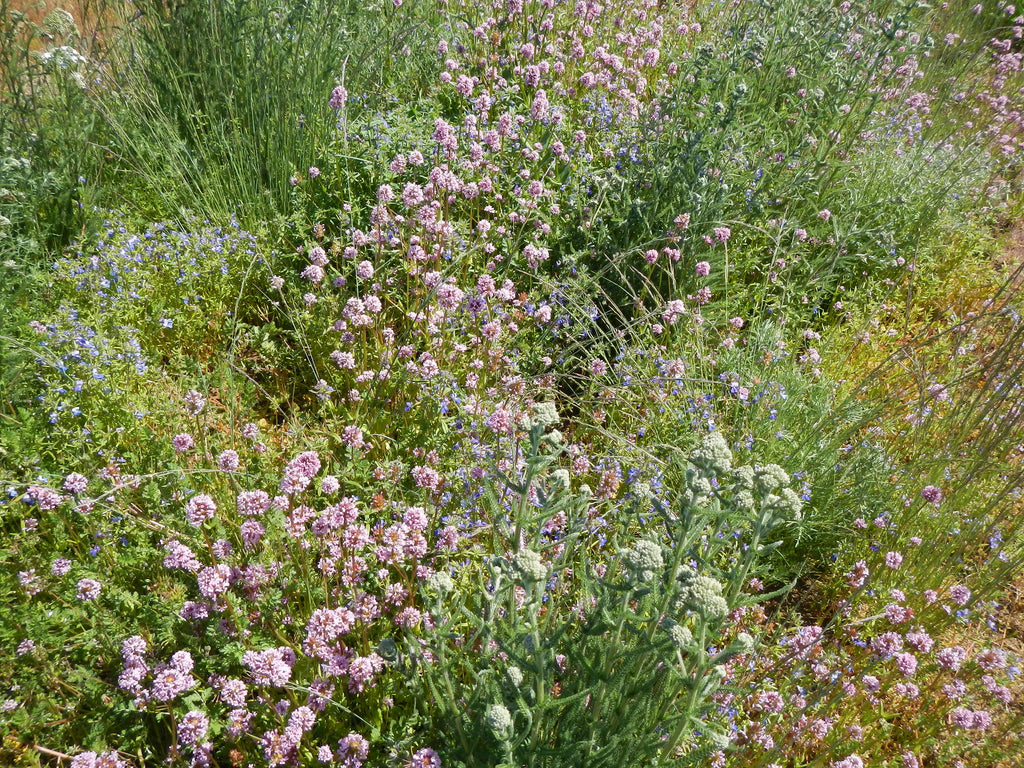 urban seed and flower PT 454 Native Urban Meadow Mix
