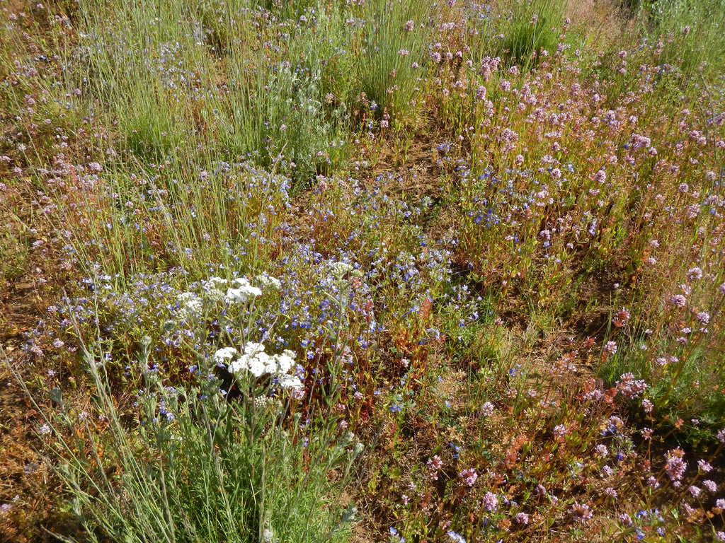 urban seed and flower PT 454 Native Urban Meadow Mix