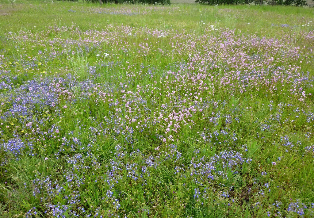 oregon wildflower seed mix PT 454 Native Urban Meadow Mix