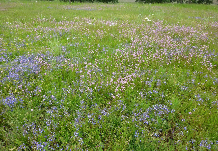 wildflower and grass seed mix PT 454 Native Urban Meadow Mix