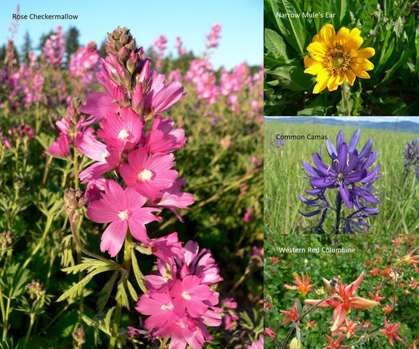 PT 458 Native Butterfly Nectar Wildflower Mix Pro Time Lawn Seed