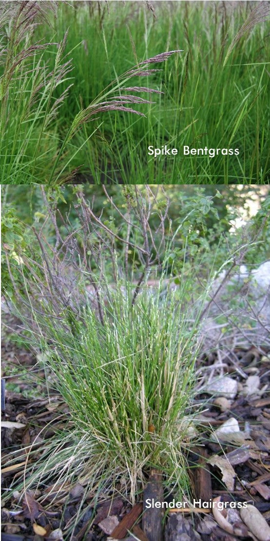 PT 462 Native Riparian Mix for Shade - Pro Time Lawn Seed
