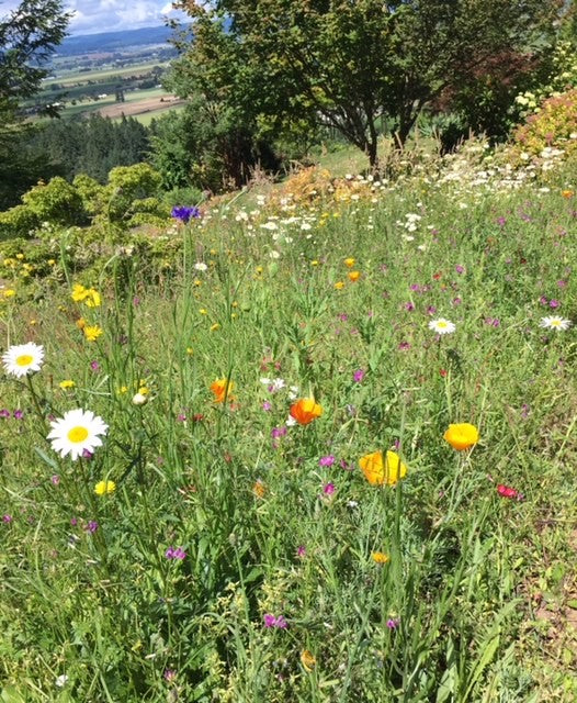 northwest wildflower seed mix PT 652 Pacific Northwest Wildflower Mix