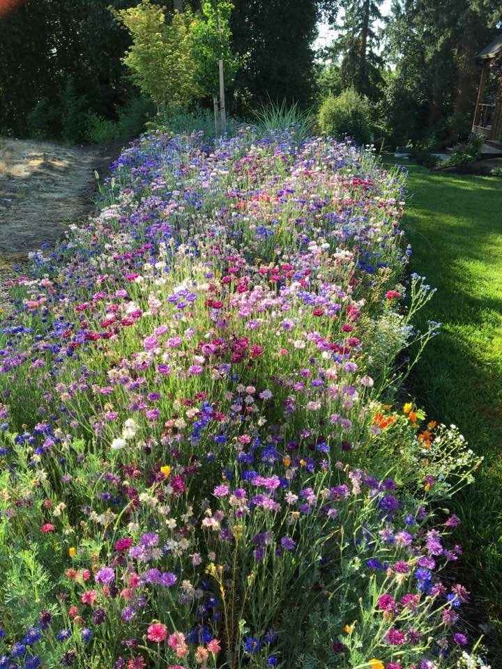 low grow wildflower lawn seed mix PT 660 Low Profile Wildflower Mix