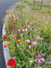 PT 660 Low Profile Wildflower Mix Pro Time Lawn Seed