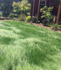 PT 701 Let It Grow Grasses--A No Mow ProTime Lawn Seed