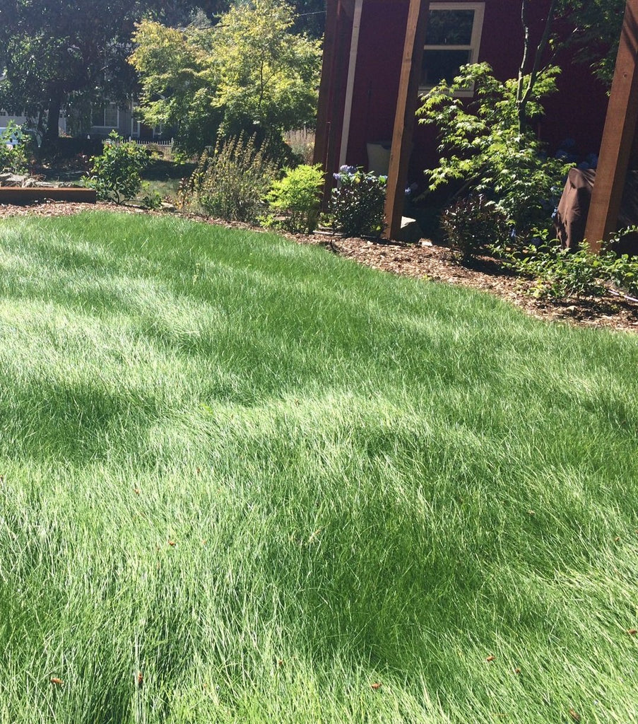 low grow no mow grass seed PT 701 Let It Grow Grasses A No Mow Alternative– Pro Time Lawn Seed