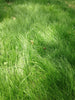 PT 701 Let It Grow Grasses--A No Mow ProTime Lawn Seed