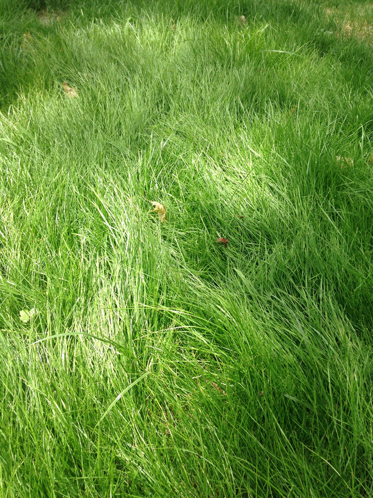 florida grass that cant be planted by seed PT 701 Let It Grow Grasses A No Mow Alternative– Pro Time Lawn Seed