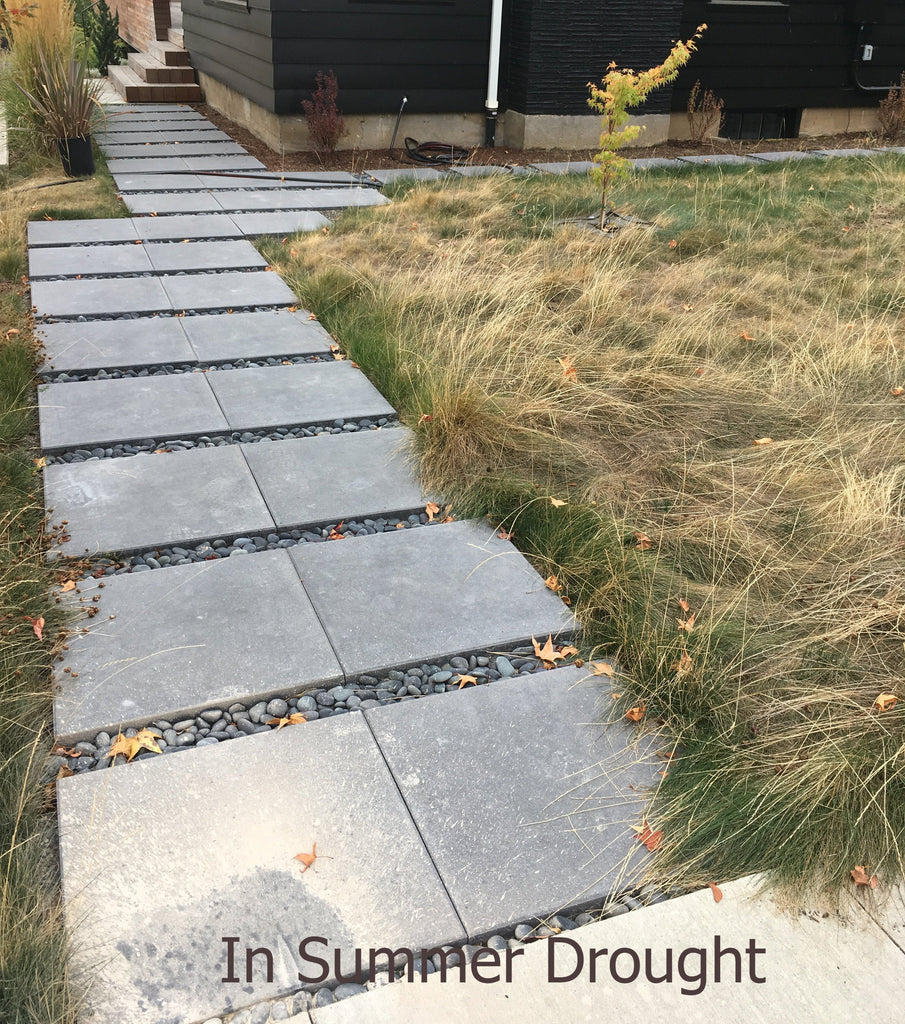 PT 701 Let It Grow Grasses--A No Mow ProTime Lawn Seed