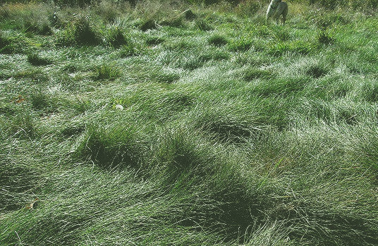 no mow grass seed lowe's PT 701 Let It Grow Grasses A No Mow Alternative– Pro Time Lawn Seed