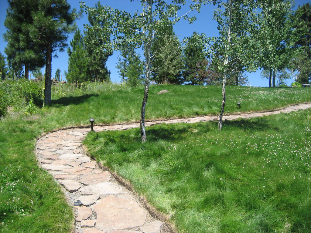 low mow grass seed PT 702 Let It Bee--A No Mow