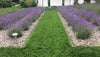 PT 767 Dog Park Eco-Lawn Mix with Microclover® ProTime Lawn Seed