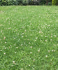 PT 770 Water Less Eco-Lawn Mix Pro Time Lawn Seed