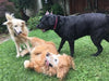 PT 767 Dog Park Eco-Lawn Mix with Microclover® ProTime Lawn Seed