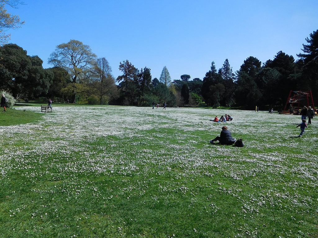 PT 757 Fleur de Lawn Blanche ProTime Lawn Seed