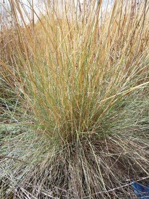 Roemer's Fescue Pro Time Lawn Seed