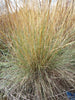 Roemer's Fescue Pro Time Lawn Seed