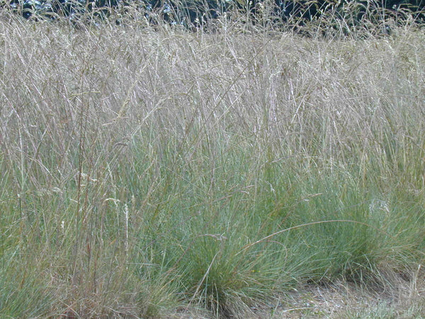 Roemer's Fescue Pro Time Lawn Seed