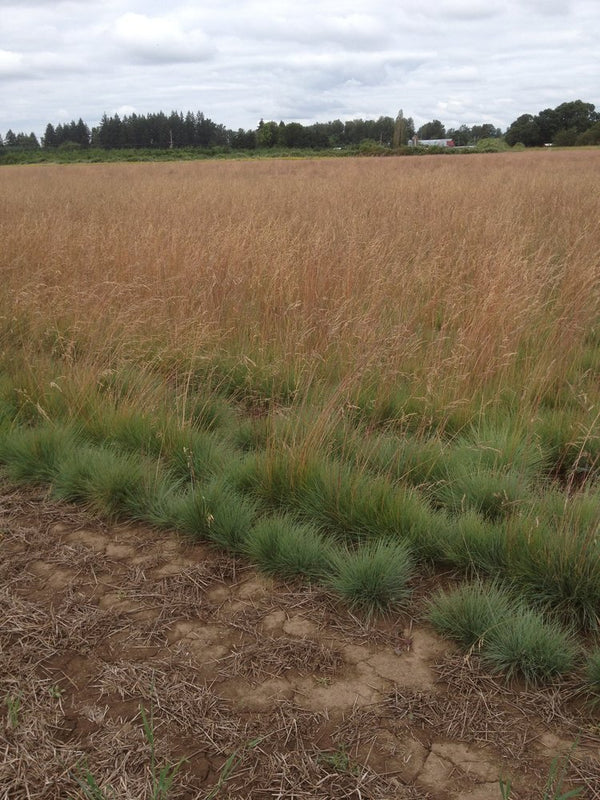 Roemer's Fescue Pro Time Lawn Seed