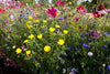 PT 652 Pacific Northwest Wildflower Mix Pro Time Lawn Seed