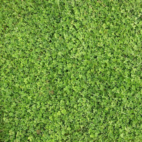 PT 799 Microclover® ProTime Lawn Seed