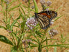 Native Narrow-Leaved Milkweed - 1/16 ounce Pro Time Lawn Seed