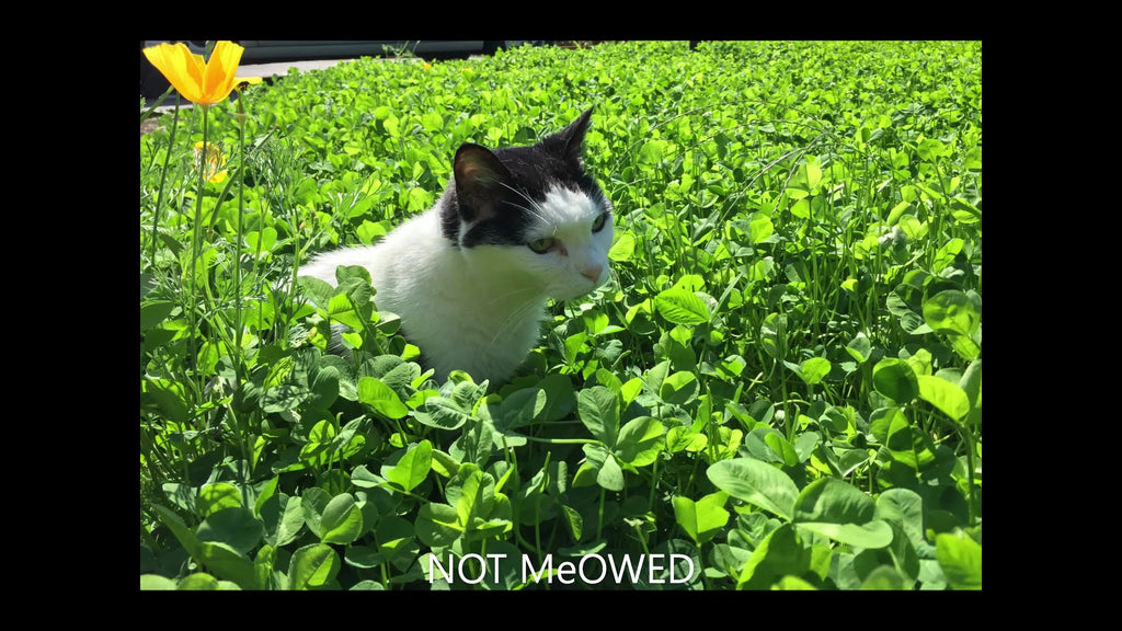 PT 799 Microclover® ProTime Lawn Seed