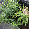 Native Narrow-Leaved Milkweed - 1/16 ounce Pro Time Lawn Seed
