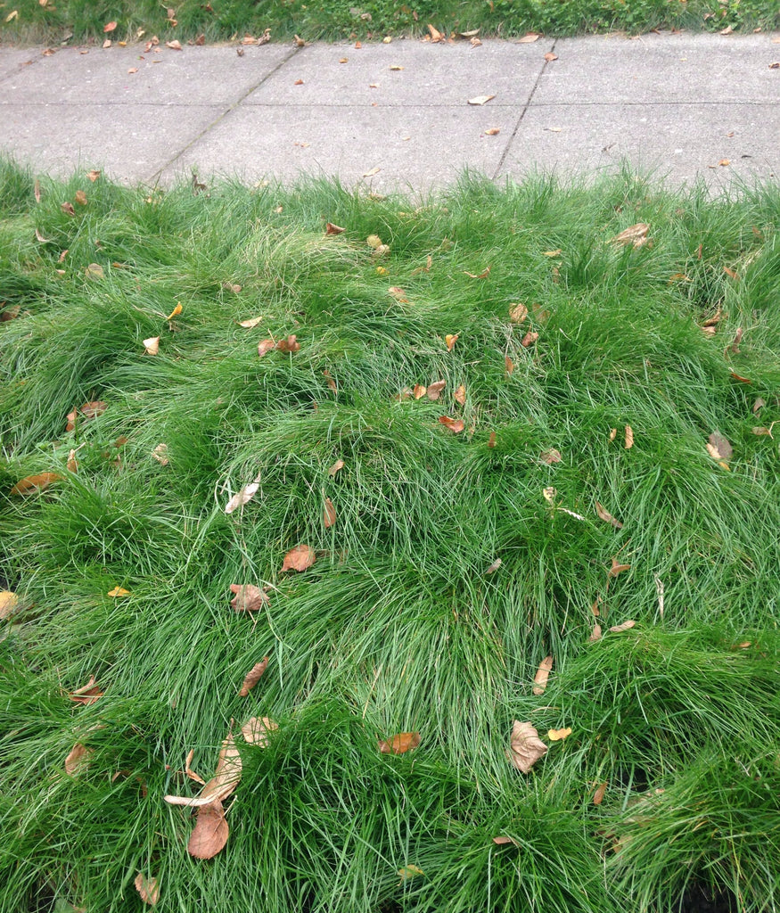 low mow grass seed PT 701 Let It Grow Grasses A No Mow Alternative– Pro Time Lawn Seed