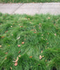 PT 701 Let It Grow Grasses--A No Mow ProTime Lawn Seed