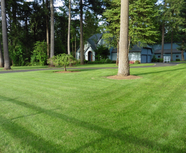 PT 305 Shade/Sun Mix Pro Time Lawn Seed