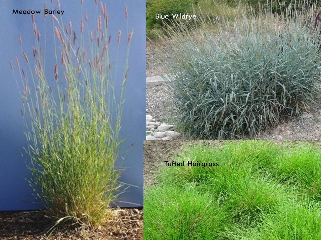 PT 402 Native Riparian Mix ProTime Lawn Seed