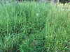 PT 404 Native Upland Mix with Color ProTime Lawn Seed
