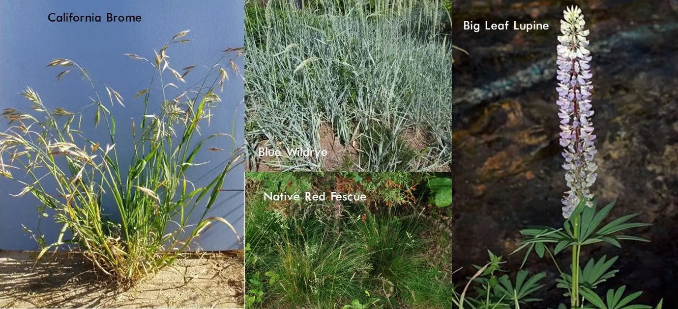 PT 470 Native Dry Area Mix with Color– Pro Time Lawn Seed