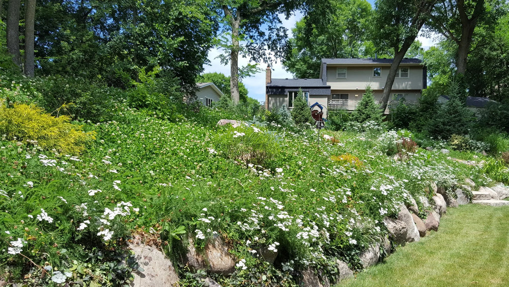 PT 705 Xeriscape Lawn Alternative--Mow or Don't ProTime Lawn Seed