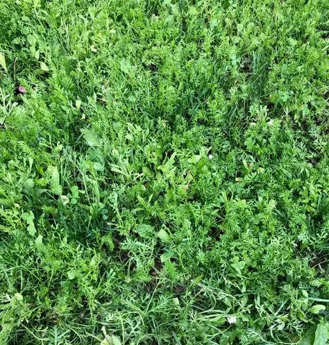 PT 706 Herb de Lawn - Pro Time Lawn Seed