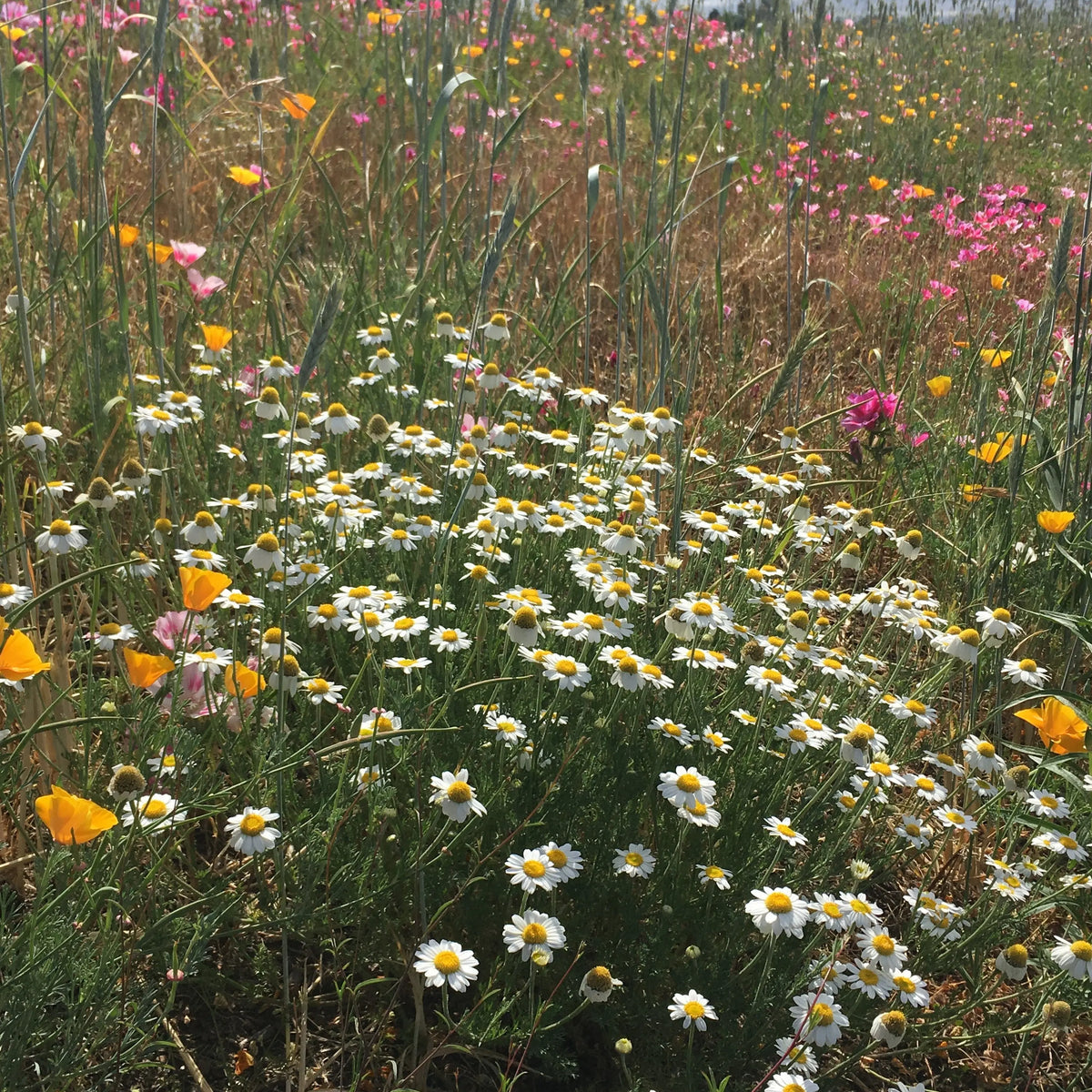 wild meadow garden seeds PT 710 Flowering Meadow Mix