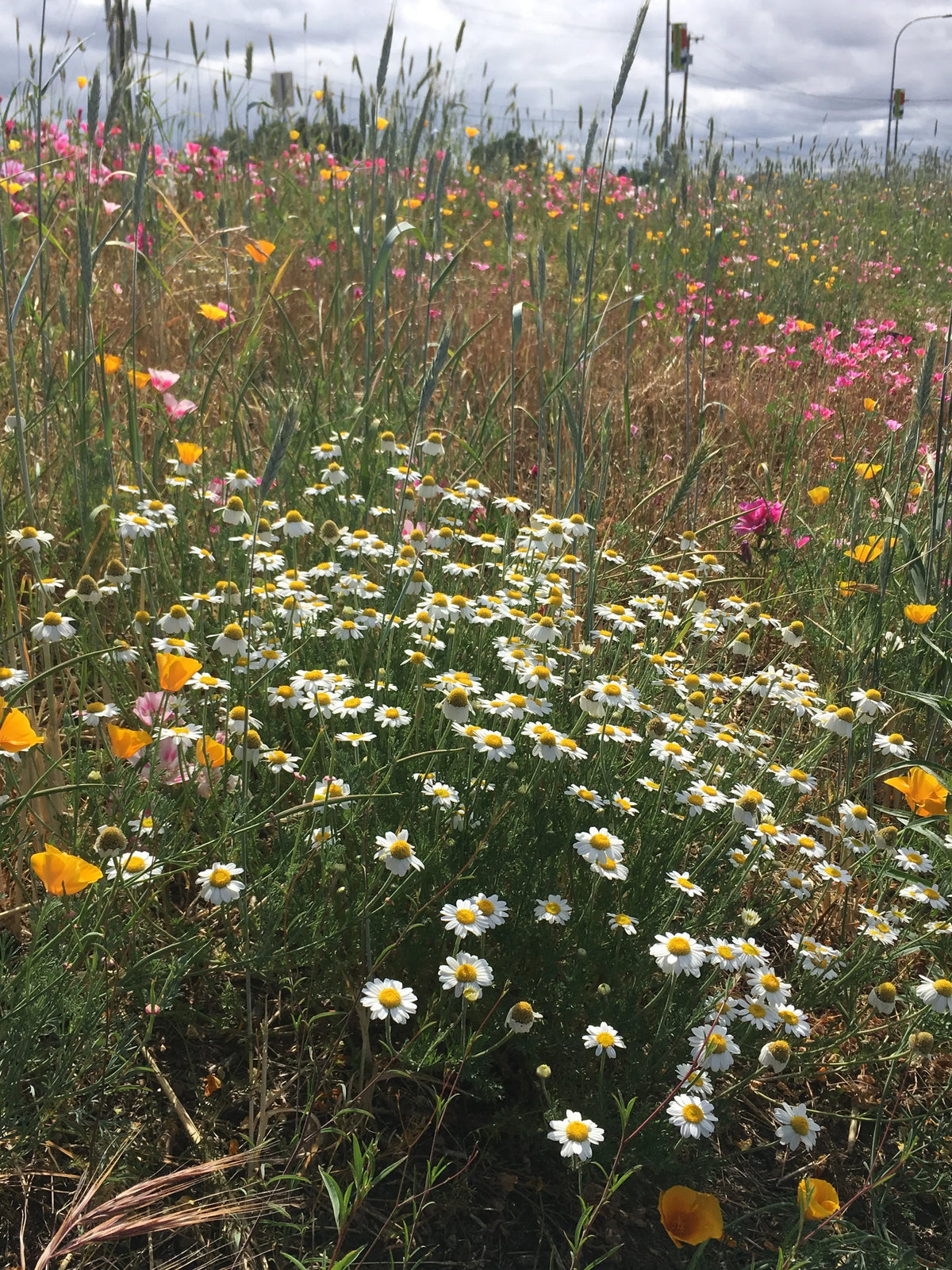 wildflower meadow mix seeds PT 710 Flowering Meadow Mix