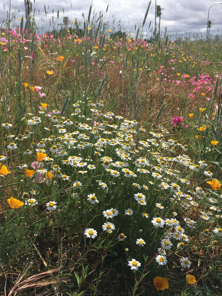 wildflower seeds on lawn PT 710 Flowering Meadow Mix