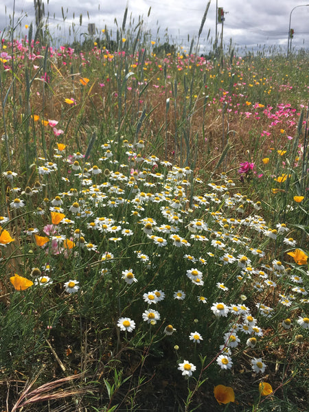 PT 710 Flowering Meadow Mix ProTime Lawn Seed