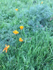 PT 710 Flowering Meadow Mix ProTime Lawn Seed