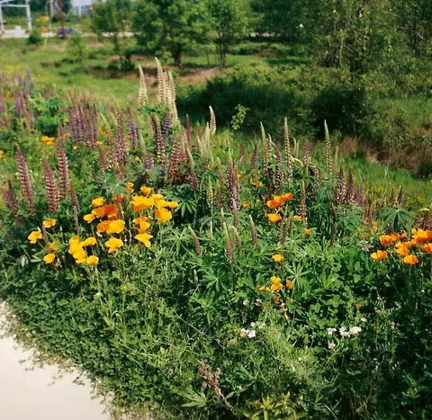 meadow flower grass seed PT 710 Flowering Meadow Mix