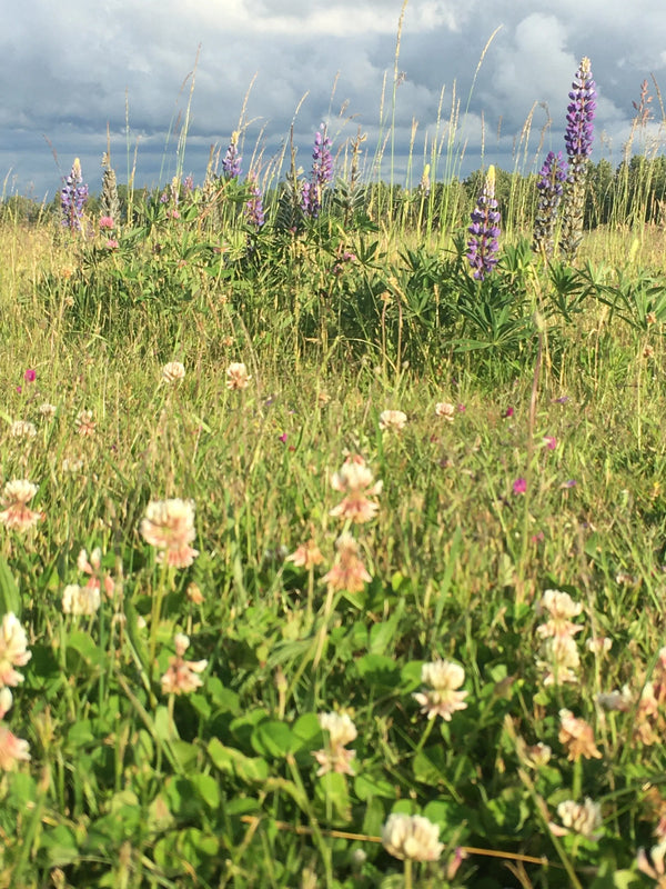 PT 712 Butterfly & Hummingbird Meadow Mix ProTime Lawn Seed