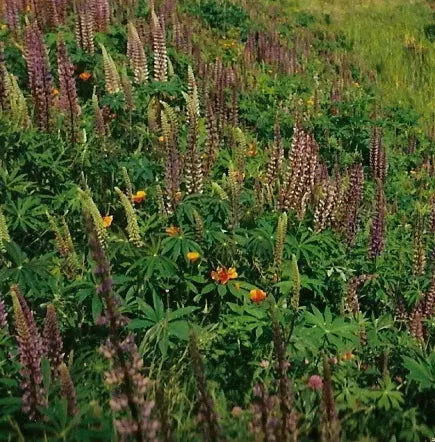 PT 712 Butterfly & Hummingbird Meadow Mix ProTime Lawn Seed