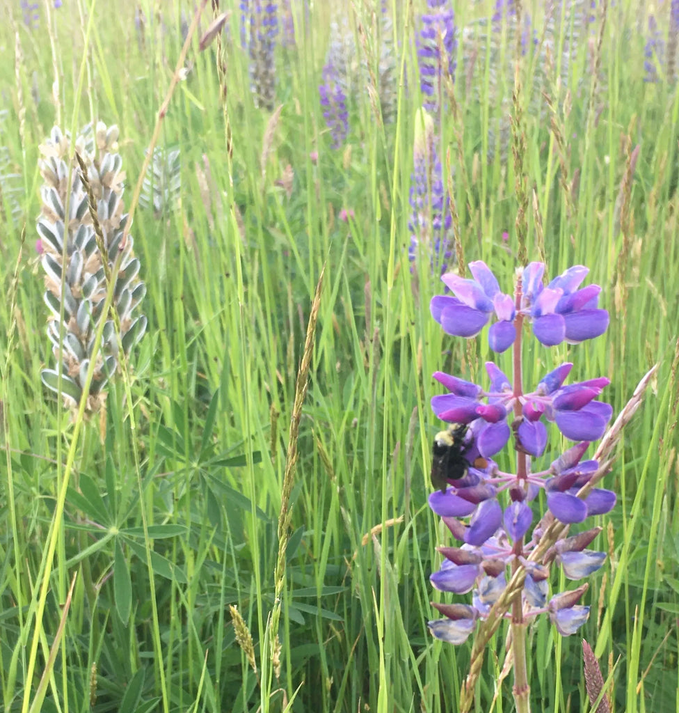 PT 712 Butterfly & Hummingbird Meadow Mix ProTime Lawn Seed