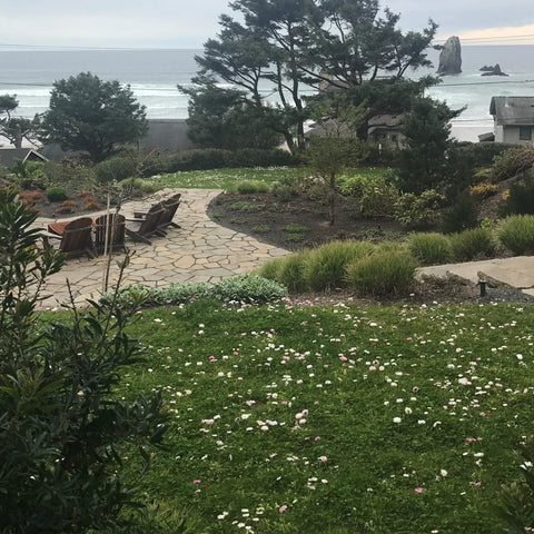 PT 755 Fleur de Lawn® ProTime Lawn Seed