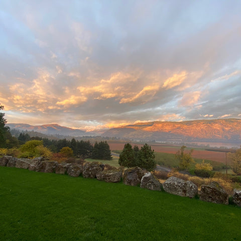 PT 303 Sun Mix Pro Time Lawn Seed