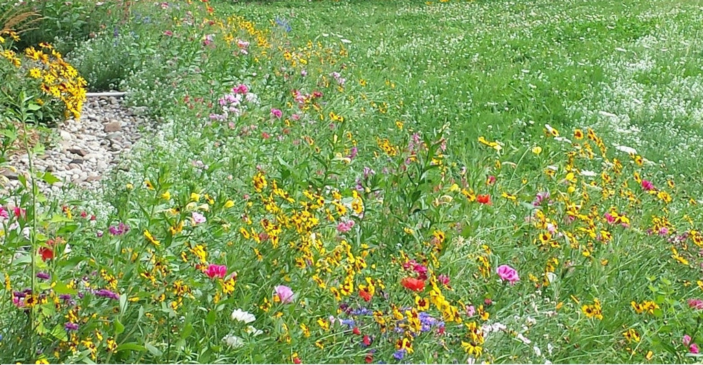 PT 652 Pacific Northwest Wildflower Mix - Pro Time Lawn Seed